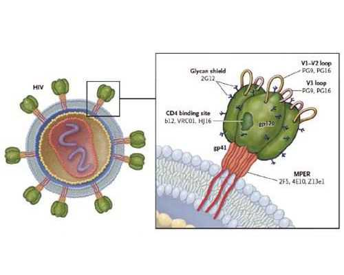 哪里有供卵试管电话,试管婴儿医院有哪些？