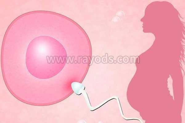 太原供卵怀孕公司_试管婴儿有哪几种移植的胚胎？哪种成功率最高?